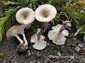 Infundibulicybe costata-amf437
